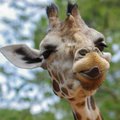 🦒 В гости к жирафам