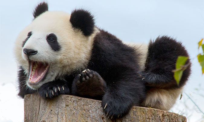 Две гигантские панды из Китая приехали в командировку в Москву