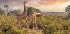 🐘 Туры в ЮАР на 03.08 🐘 Осталось 3 места! Закрытие группы 28 июля
