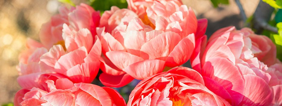 💥 Тур в Китай на Фестиваль Пионов 2026. Билеты входят в стоимость